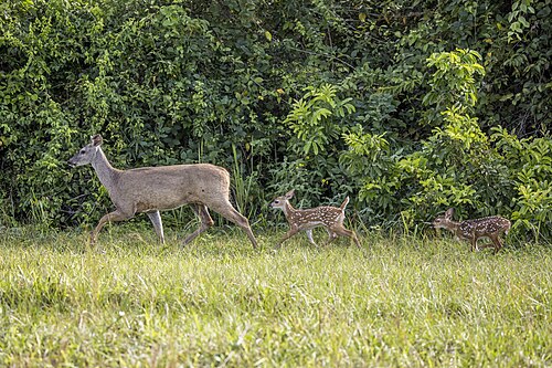 Doe with fawns